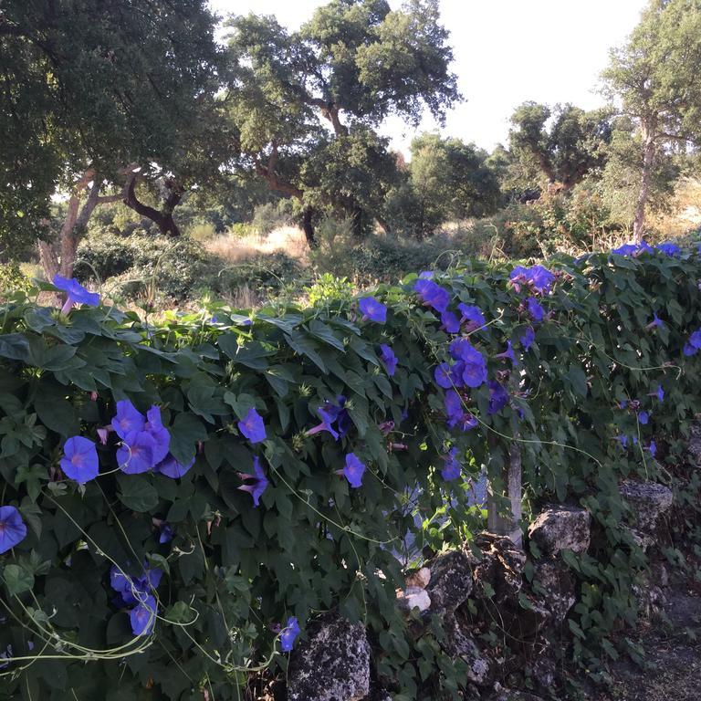 Apartmán Flor Da Ramila Marvão Exteriér fotografie